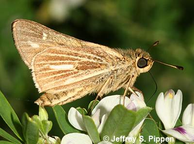 Salt Marsh Skipper (Panoquina panoquin)