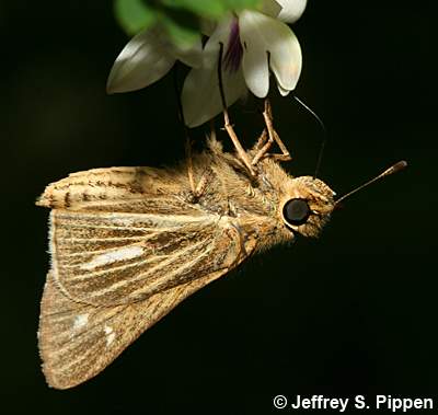 Salt Marsh Skipper (Panoquina panoquin)