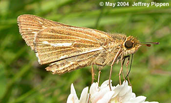 Salt Marsh Skipper (Panoquina panoquin)