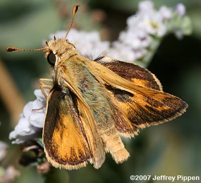 Sandhill Skipper (Polites sabuleti)