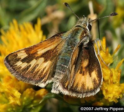 Sandhill Skipper (Polites sabuleti)