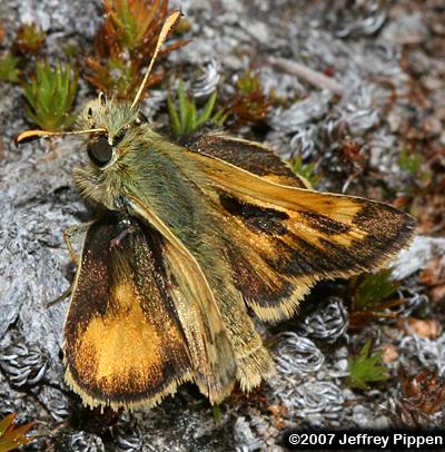 Sandhill Skipper (Polites sabuleti)