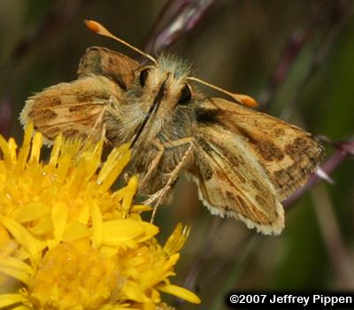 Sandhill Skipper (Polites sabuleti)