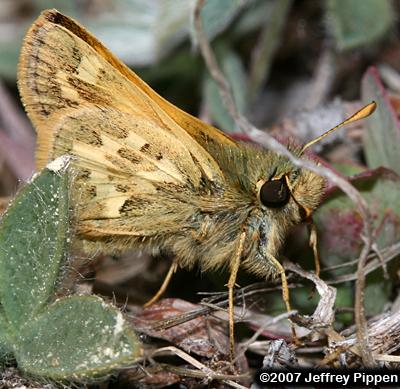 Sandhill Skipper (Polites sabuleti)