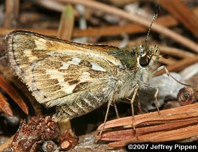 Sandhill Skipper (Polites sabuleti)