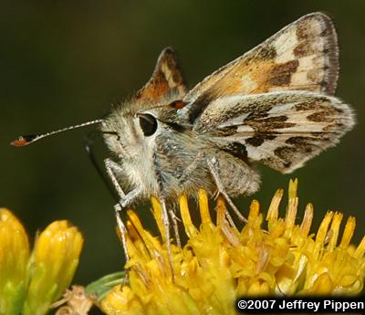 Sandhill Skipper (Polites sabuleti)