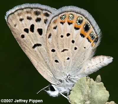 San Emigdio Blue (Plebulina emigdionis)