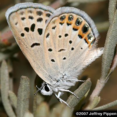 San Emigdio Blue (Plebulina emigdionis)
