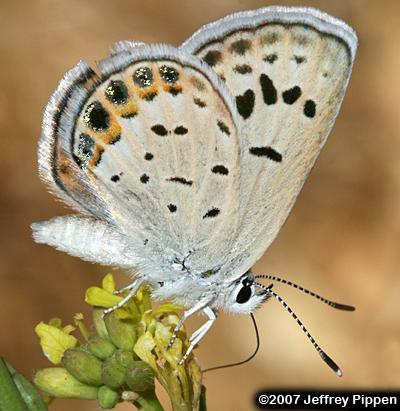 San Emigdio Blue (Plebulina emigdionis)