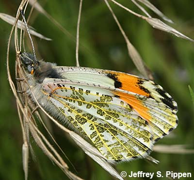 Sara Orangetip (Anthocharis sara)