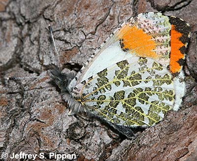 Sara Orangetip (Anthocharis julia)