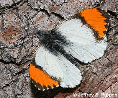 Sara Orangetip (Anthocharis julia)