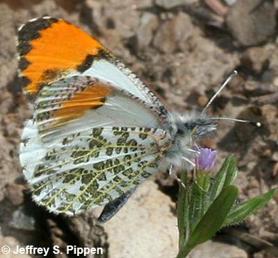 Sara Orangetip (Anthocharis sara)