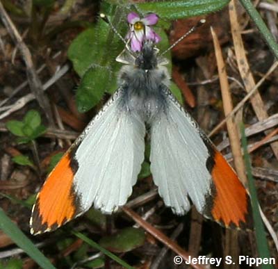 Sara Orangetip (Anthocharis sara)