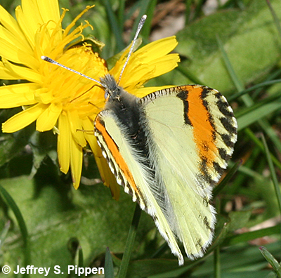 Sara Orangetip (Anthocharis sara)