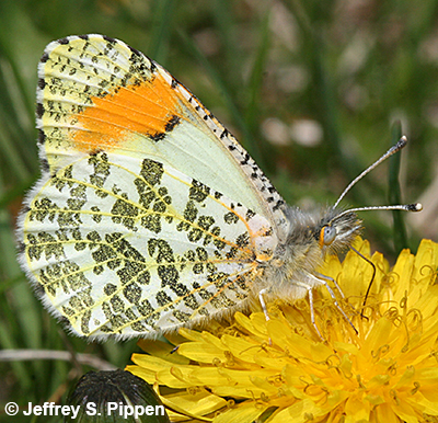 Julia Orangetip (Anthocharis julia)