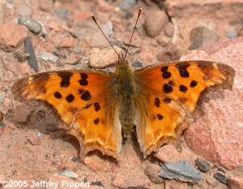 Satyr Comma (Polygonia satyrus)