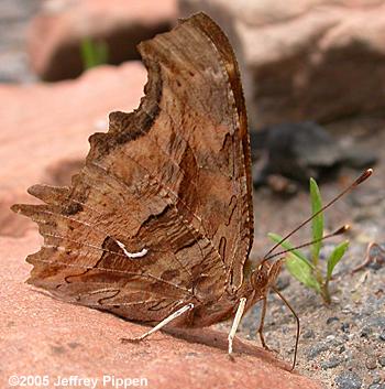 Satyr Comma (Polygonia satyrus)