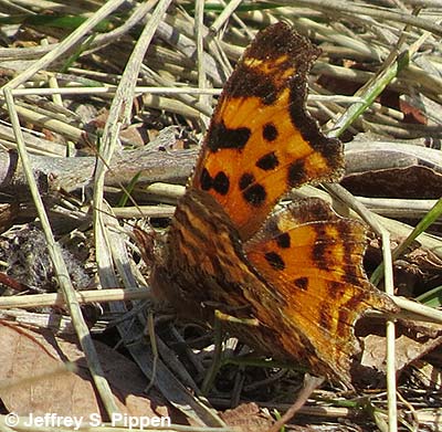 Satyr Comma (Polygonia satyrus)