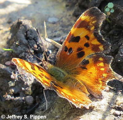 Satyr Comma (Polygonia satyrus)