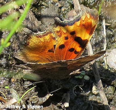 Satyr Comma (Polygonia satyrus)