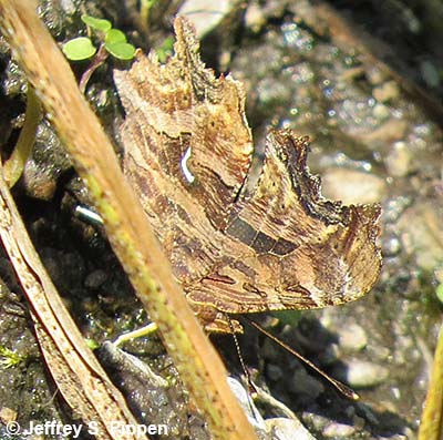 Satyr Comma (Polygonia satyrus)