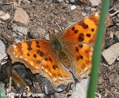 Satyr Comma (Polygonia satyrus)