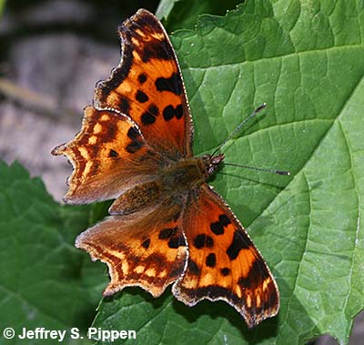 Satyr Comma (Polygonia satyrus)