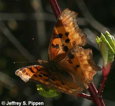 Satyr Comma (Polygonia satyrus)