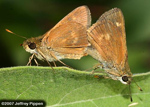 Southern Broken-Dash (Wallengrenia otho)