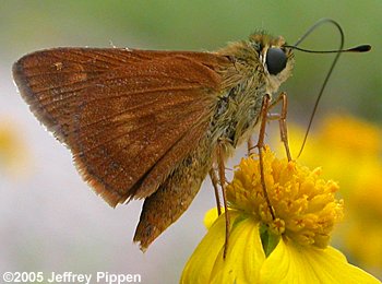 Southern Broken-Dash (Wallengrenia otho)