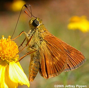 Southern Broken-Dash (Wallengrenia otho)