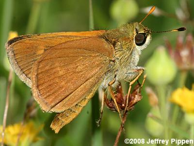 Southern Broken-Dash (Wallengrenia otho)