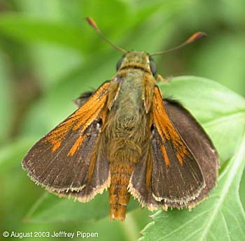 Southern Broken-Dash