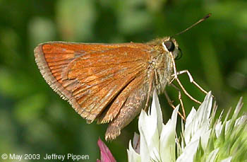 Southern Broken-Dash (Wallengrenia otho)