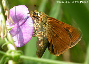 Southern Broken-Dash (Wallengrenia otho)