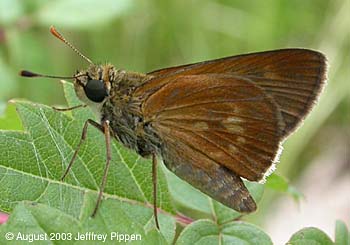 Southern Broken-Dash