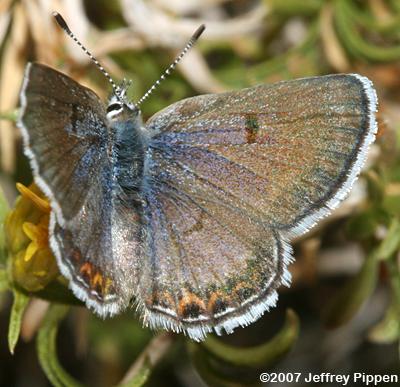 Shasta Blue (Plebejus shasta)