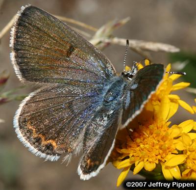 Shasta Blue (Plebejus shasta)