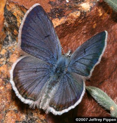 Shasta Blue (Plebejus shasta)