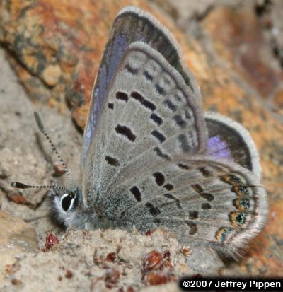 Shasta Blue (Plebejus shasta)