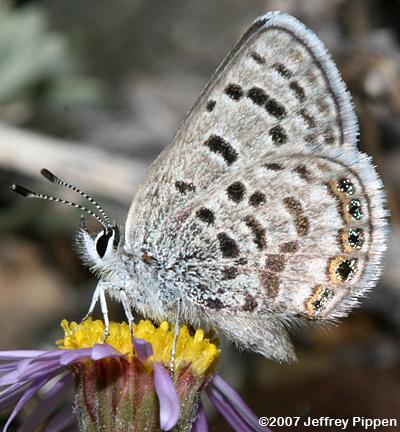 Shasta Blue (Plebejus shasta)