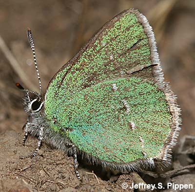 Sheridan's Hairstreak (Callophrys sheridanii)