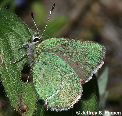 Sheridan's Hairstreak (Callophrys sheridanii)