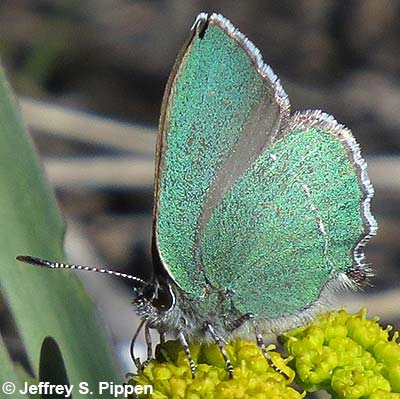 Sheridan's Hairstreak (Callophrys sheridanii)