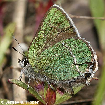 Sheridan's Hairstreak (Callophrys sheridanii)