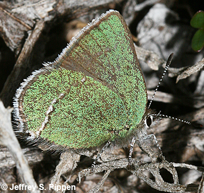 Sheridan's Hairstreak (Callophrys sheridanii)