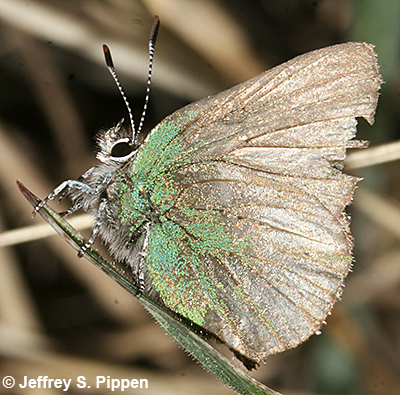 Sheridan's Hairstreak (Callophrys sheridanii)
