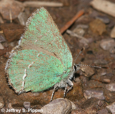 Sheridan's Hairstreak (Callophrys sheridanii)