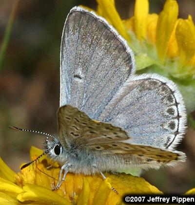 Sierra Blue (Agriades podarce)